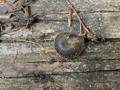 Vespericola armigera