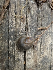 Vespericola armigera