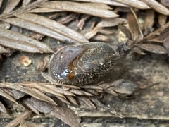 Vespericola armigera