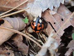 Aiolocaria hexaspilota