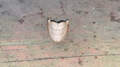 Pseudalbara parvula