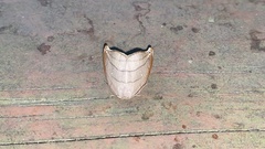 Pseudalbara parvula