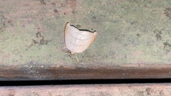 Pseudalbara parvula
