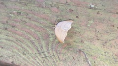 Pseudalbara parvula