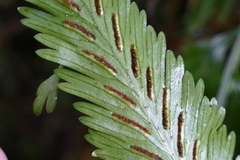 Asplenium bulbiferum × lepidotum