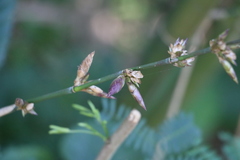 Bambusa oldhamii