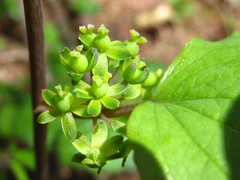 Smilax nipponica