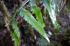 Asplenium bulbiferum × lepidotum