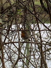 Erithacus rubecula