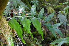 Asplenium bulbiferum × lepidotum