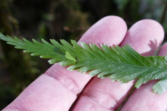 Asplenium bulbiferum × lepidotum