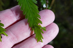 Asplenium bulbiferum × lepidotum