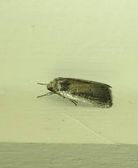 Athetis striolata
