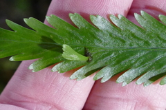 Asplenium bulbiferum × lepidotum