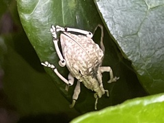 Dermatoxenus caesicollis