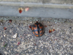 Aiolocaria hexaspilota