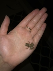 Eleutherodactylus planirostris