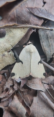 Ophiusa