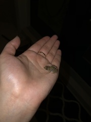 Eleutherodactylus planirostris