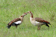 Alopochen aegyptiaca