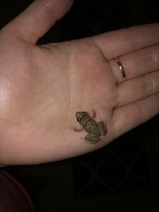 Eleutherodactylus planirostris