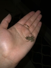 Eleutherodactylus planirostris