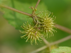 Triumfetta annua