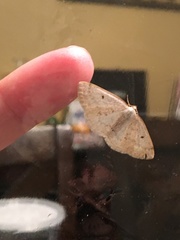 Lomographa glomeraria