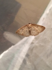 Lomographa glomeraria