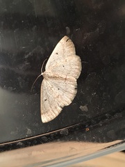 Lomographa glomeraria