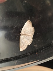 Lomographa glomeraria