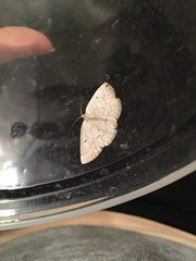 Lomographa glomeraria