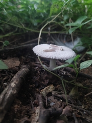 Agaricus benesii