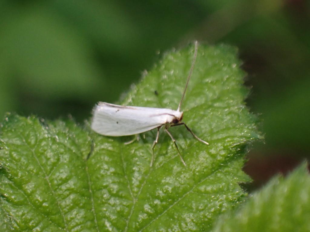 Eucalantica polita