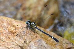 Heliogomphus scorpio