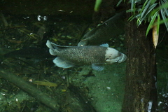 Osphronemus goramy