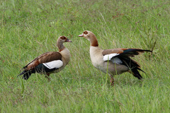 Alopochen aegyptiaca