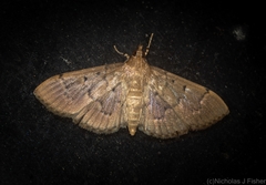 Herpetogramma stultalis