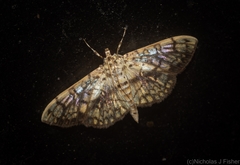 Haritalodes obliqualis