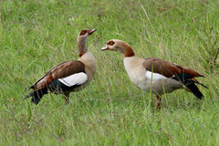 Alopochen aegyptiaca