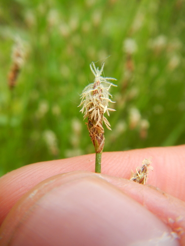 bald spikerush (Eleocharis erythropoda)