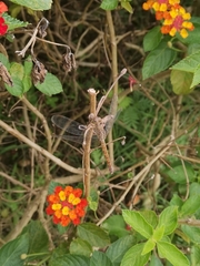 Neurothemis fluctuans