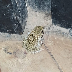 Sclerophrys pusilla