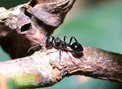 Pseudonotoncus eurysikos