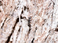 Pseudonotoncus eurysikos