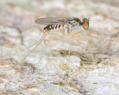 Dactylomyia lateralis