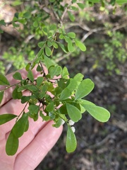 Synostemon albiflorus