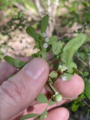 Synostemon albiflorus