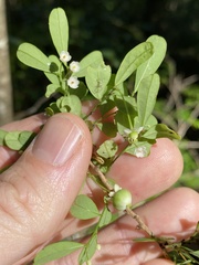 Synostemon albiflorus