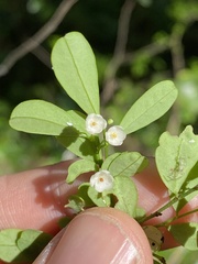 Synostemon albiflorus